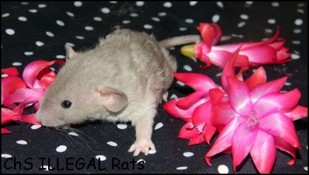 † Fluffy ILLEGAL Rats (F11)